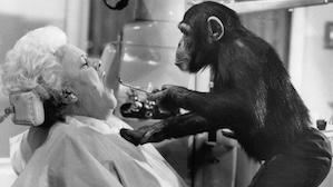 1972 | So ein Affentheater